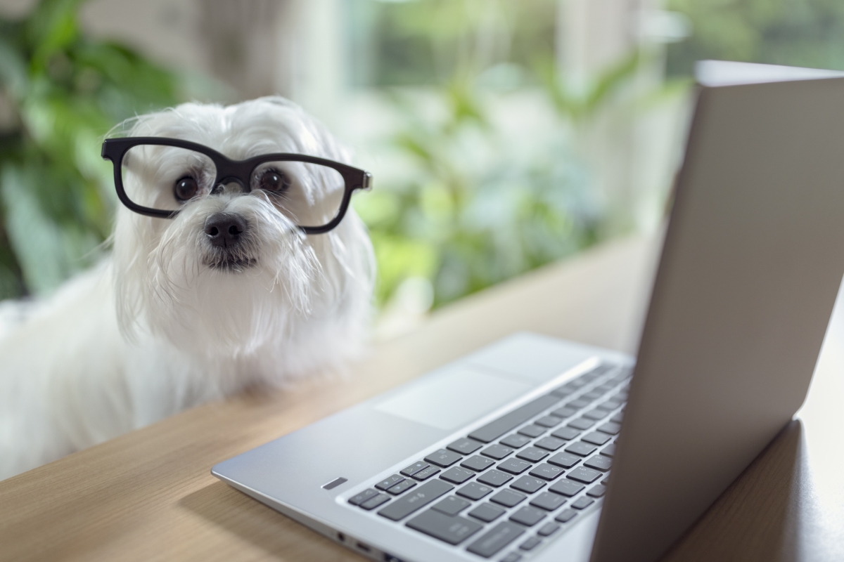 Dog with glasses seated at a laptop computer.